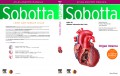 SOBOTTA : ATLAS ANATOMI ORGAN INTERNA